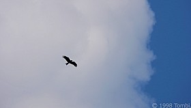 DSCN5438a_c.JPG