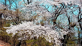 DSCN3936a_c.JPG